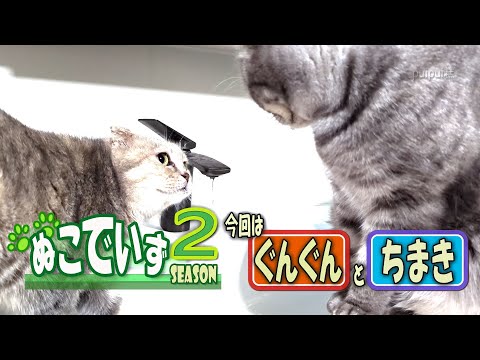 【洗面台に上がってきて水を飲む猫はいませんか】じろじろみるにゃ