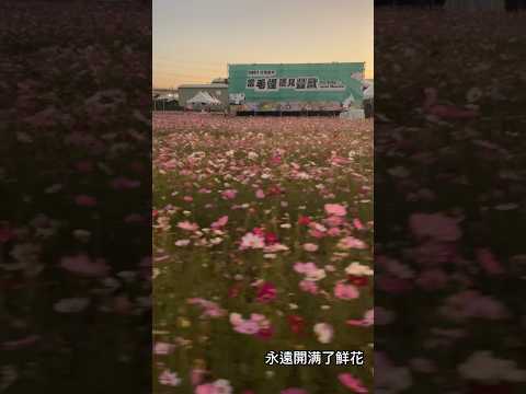 2023花現龍井當毛怪遇見豐獸#鮮花#花現龍井#花海