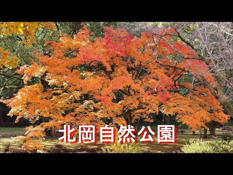 【北岡自然公園】4K