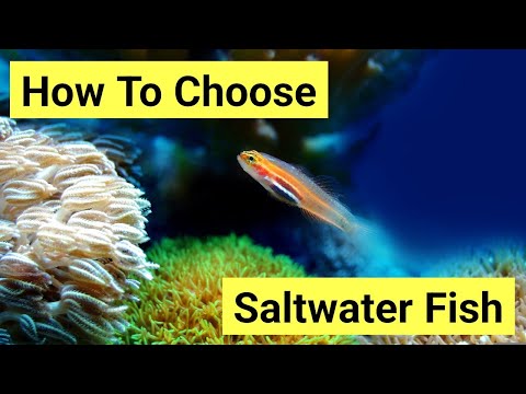 How To Choose Saltwater Fish Pt 2 | The Prestige Reef Dork Show Ep 28