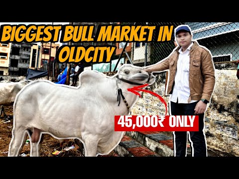 BIGGEST BULL MARKET IN OLDCITY | JAHANUMA BULL MARKET | BEST BULLS IN HYDERABAD.