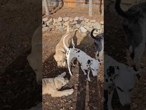 Intact male tension 🐶 Steel Lab meets Ludwig Dalmation