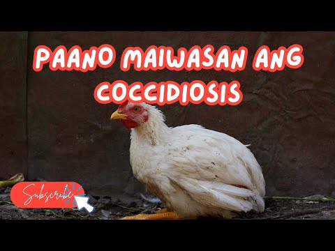 PAANO IWASAN ANG COCCIDIOSIS SA MGA ALAGA NA MANOK!