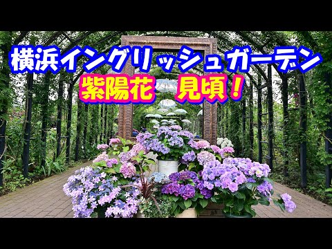 【4K】横浜イングリッシュガーデン 紫陽花 見頃！2024