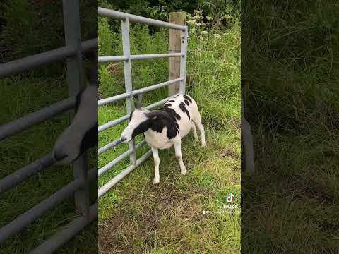 Nothing better than a gate scratch 🐑👌#sheep #cuteanimals #farmanimals