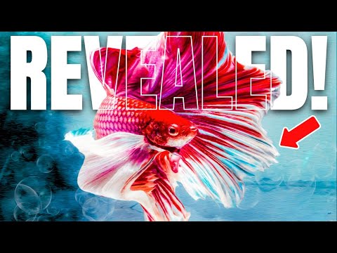 Why Do Betta Fish Flare Their Gills? (6 Reasons Why)