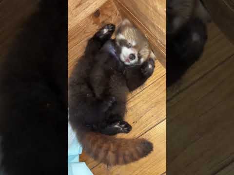 The baby was frightened by the sound of milk shaking, and the red panda cried like a pig. The gr