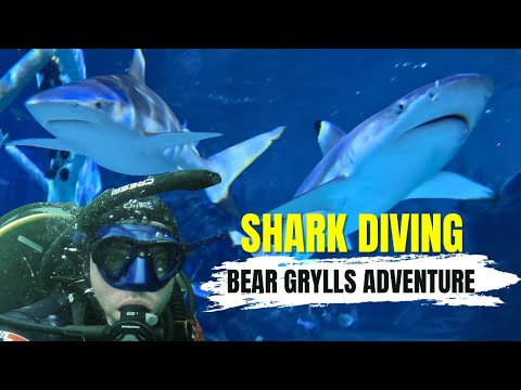 DIVING with SHARKS in BIRMINGHAM? 🇬🇧 🦈