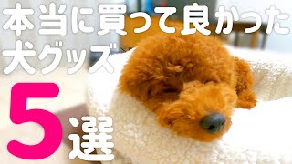 使ったから分かる！本当に買って良かった犬グッズベスト5♪を紹介。【トイプードル】