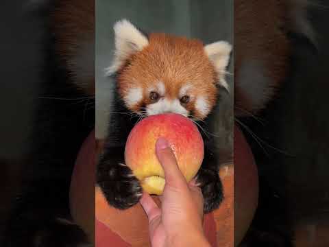 Mom, why is this apple the same size as my face? Panda Lulu