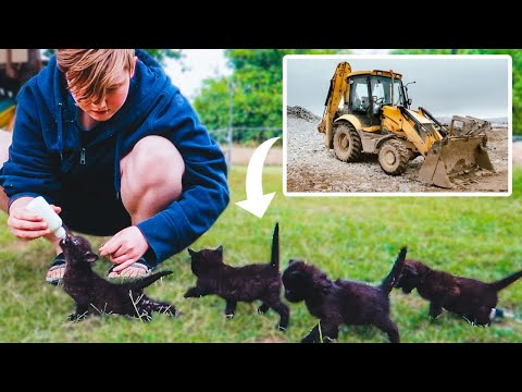 Rescuing FOUR tiny kittens from a CONSTRUCTION SITE