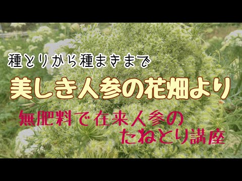 【大地の検査役】人参の種とりから種まきまで/無肥料連続自家採種で野生化!?