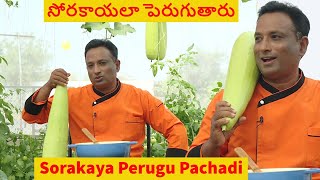 అమ్మాయిలు సోరకాయలా పెరుగుతారు says my Telugu Teacher -  Farm Tour Sorakaya Perugu Pachadi - Vahchef