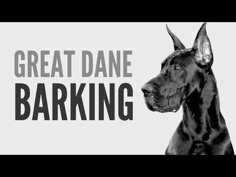 The Great Dane that Loves To Bark, I Mean Really Bark!