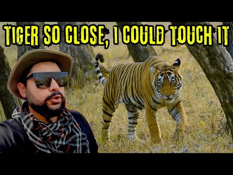 Tiger Comes in Touching Distance | Ranthambore Jungle Safari | Zone 1