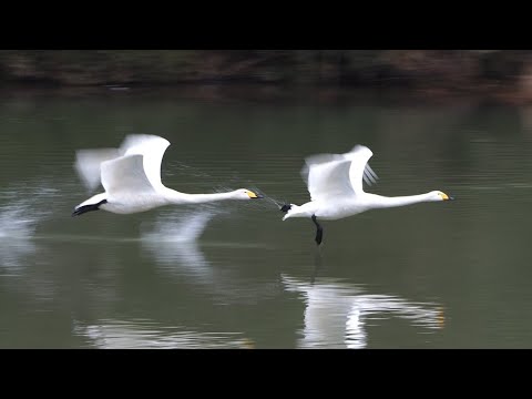 白鳥2023 2024総括