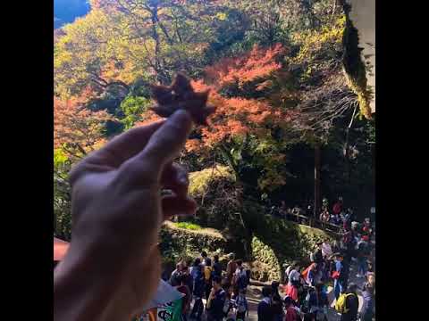 Mino park japan Ngắm lá đỏ ở minoo osaka nhật bản.