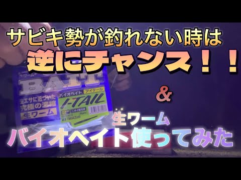 【アジング】サビキ勢が釣れない時は逆にチャンス！！＆話題の生ワームバイオベイト使ってみた！！【山陰】