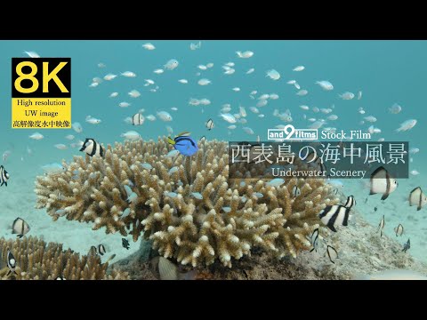 【8K 水中映像】西表島の海中風景 / Underwater scenery / Iriomotejima-island Okinawa