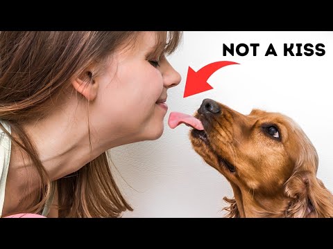 The Real Reason Dogs Lick You Is Disgusting