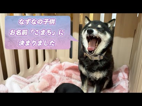 【保護犬なずなの子】命名『こまち』ちゃん♪真っ黒い顔につぶらな瞳がたまりません！