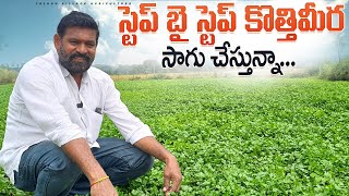 Coriander Cultivation In Teugu | Cothmeera Sagu In Telugu | కొత్తిమీర సాగు.