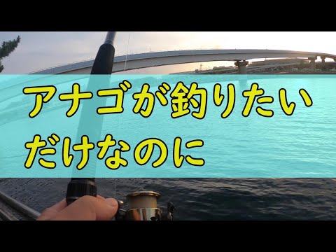 アナゴが釣りたいだけなのに