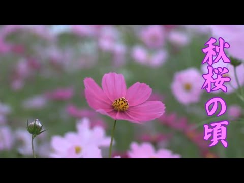 秋桜の頃　milkye326       (オリジナル　あさみちゆき)