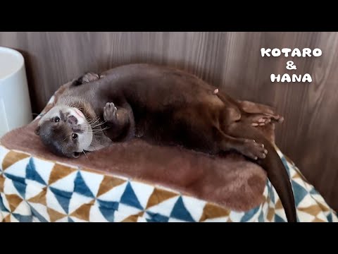 Otter Scratches His Belly Like an Old Man When Chilling Out