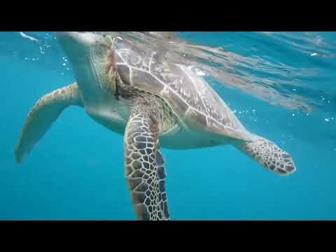 マーメイドと海がめ - 石垣島大崎海岸タチイ浜