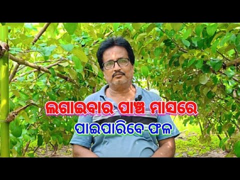 ଲଗାଇବାର ପାଞ୍ଚ ମାସ ରେ ପାଇପାରିବେ ଫଳ@basanta_sir_kitchengarden#youtube#viral