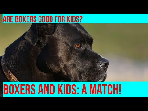 Are Boxers Good Family Dogs?