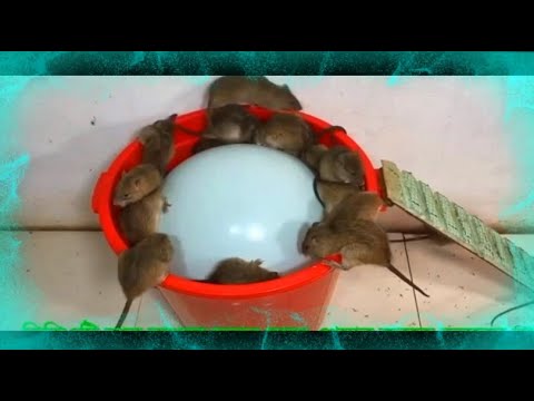 Rat trap video || How to trap mice with balloons