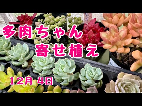 #多肉寄せ植え　#綱木紋 鳥かご #プランツギャザリング 2024年12月4日