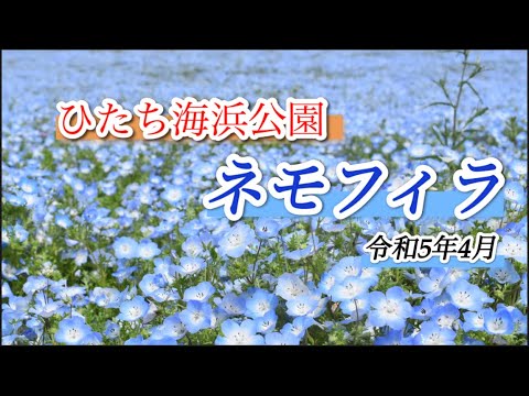 【ひたち海浜公園】4月　一面のネモフィラをお届けします