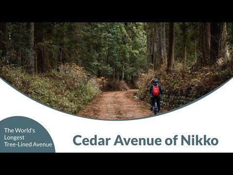 Cedar Avenue of Nikko - The World’s Longest Tree Lined Avenue