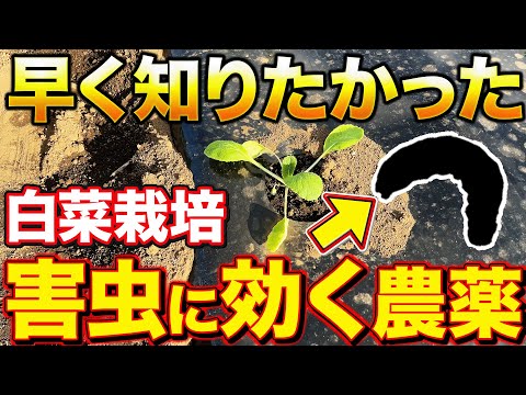 【ここだけの話】白菜栽培を失敗させないために知っておいて欲しい事