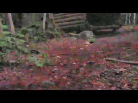 Girl saves the day by throwing rock at giant bear