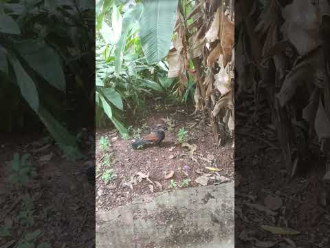 ರೈತ ಮಿತ್ರ #coucal in the #backyard #birds #fauna #mysuru #mysore #mysorediaries #explore #raita