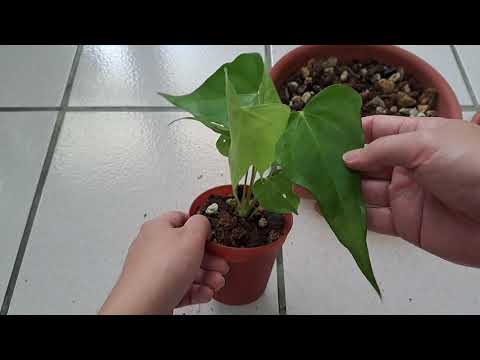 不知名火鶴交種！！久違的換盆分享#plants #植物#anthurium