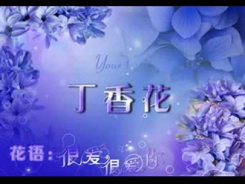 劉芳~丁香花