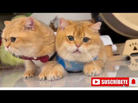 Adorable Cats Caught in Their Funniest Moments 🐾 | Must-Watch