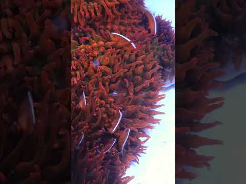 Clownfish Overload! #fish #aquarium #animals