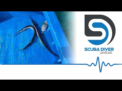 Woman Killed by Needlefish #scuba #news #podcast