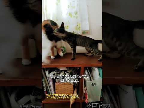 子猫のタフさ成猫の頭脳　#三毛猫#cute #子猫#猫のいる暮らし