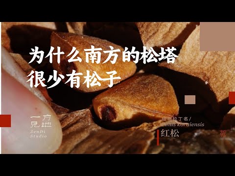 为什么南方的松塔很少有松子，红松#一日一植物 #松子 #松果