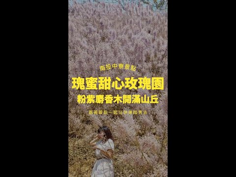 南投仙氣賞花秘境｜中寮瑰蜜甜心玫瑰園：粉紫麝香木開滿山丘！自帶天然濾鏡「柔霧感夢幻仙境花海」還有錫葉藤、九重葛、玫瑰綻放