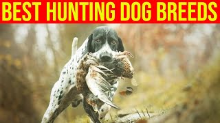 10 Best Hunting Dog Breeds/ Amazing Dogs