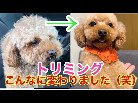 ある日の1日。愛犬のトリミング！