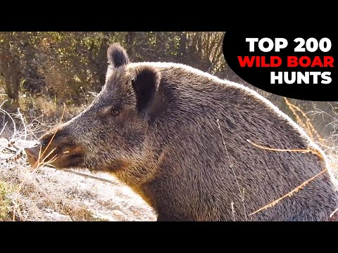 TOP 200 WILD BOAR HUNTS - EN İYİ 200 DOMUZ AVI - CHASSE AU SANGLIER - PART 1